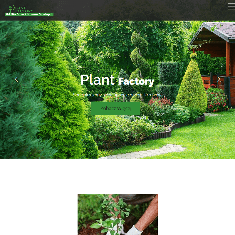 Grójec - świerk pospolity sadzonki